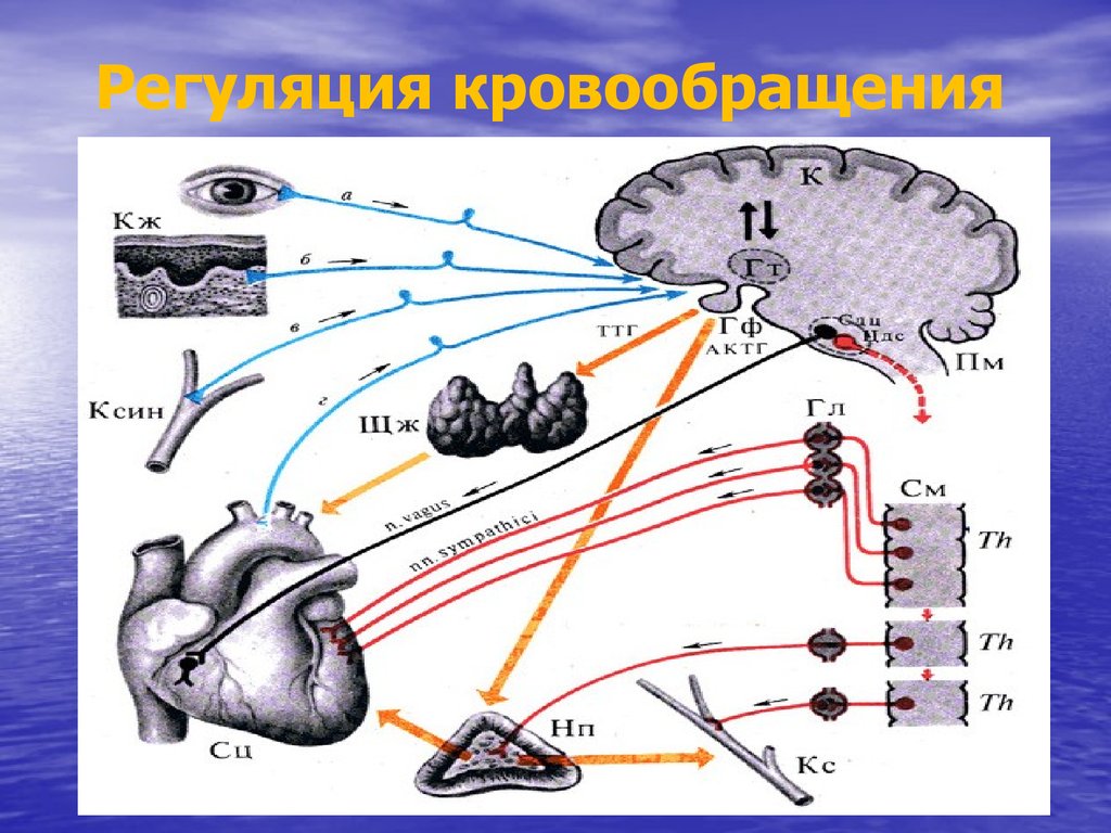 Центральная регуляция кровообращения