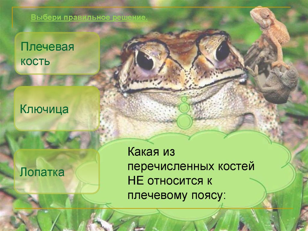 Какая кожа у земноводных