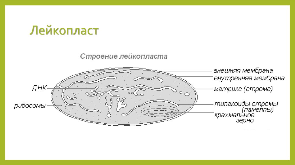 Строение клетки картофеля