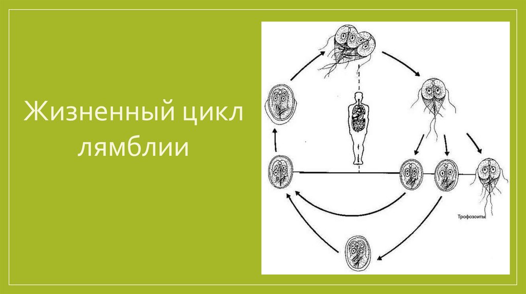 Что такое жизненный цикл программы в программировании