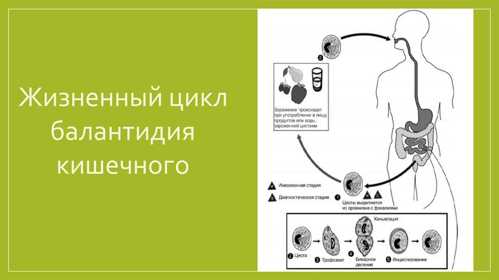 Балантидий жизненный цикл схема