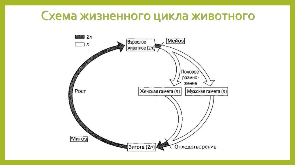 Второй жизненный цикл. Цикл развития животных схема. Стадии жизненных циклов животных. Схема жизненного цикла животного. Стадия жизненного цикла животного.