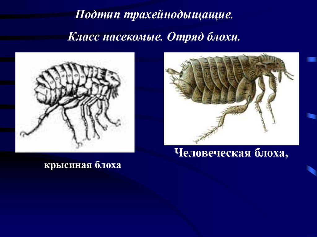 Какой цифрой обозначена на рисунке куколка человеческой блохи