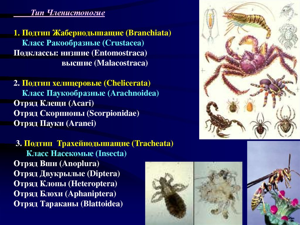 Насекомые относятся к типу членистоногие. Членистоногие ракообразные классификация. Тип Членистоногие подтипы. Членистоногие характеристика. Тип Членистоногие класс насекомые.