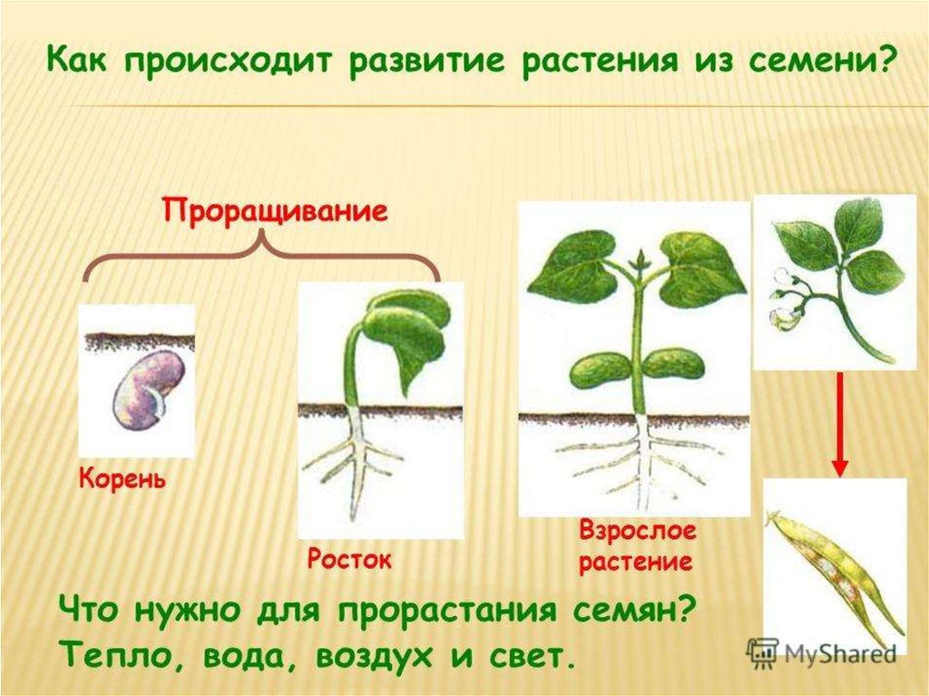 Сообщение о росте и развитии растений. Развитие растений. Процесс развития растений. Стадии развития растений. Как развивается растение из семени.