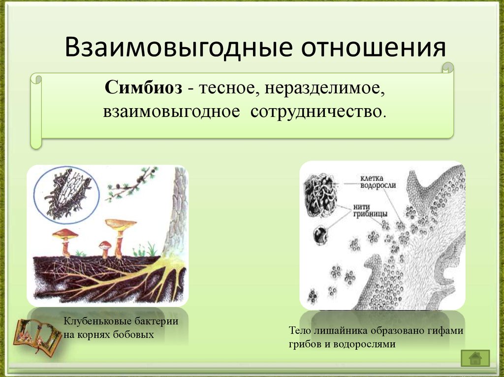 Симбиотических отношений между организмами. Взаимовыгодные отношения между растениями и животными. Взаимовыгодные отношения симбиоз. Симбиотические взаимоотношения микроорганизмов. Взаимновнедные отношения организмов.