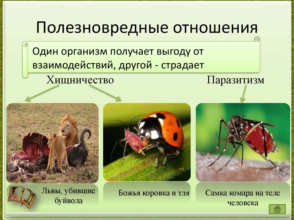Различие между организмами. Полезновредные биотические связи. Типы взаимоотношений хищничество паразитизм. Полезно-вредные взаимоотношения между организмами примеры. Взаимоотношения животных.