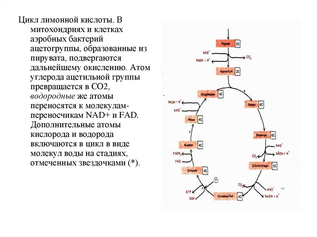 Клеточное дыхание в митохондриях