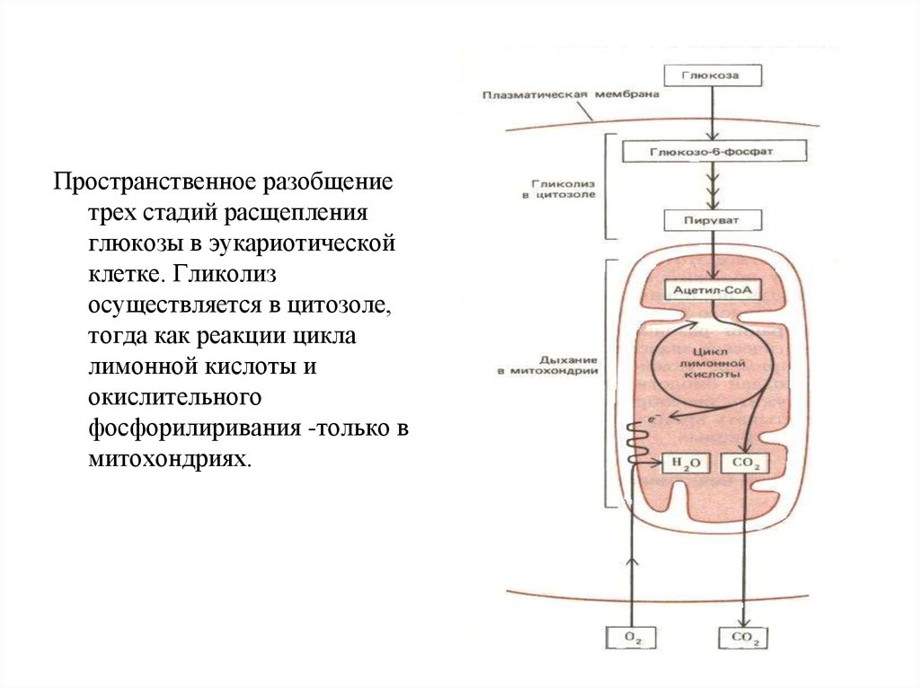 Прочитайте статью в рубрике это интересно предложите схему отражающую биологическое окисление клетке