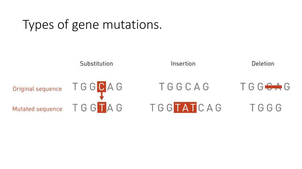 Types of gene mutations.
