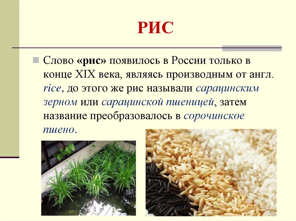 Почему рис пахнет. Презентация на тему рис. Рис культурное растение. Рис описание. Сарацинское пшено.