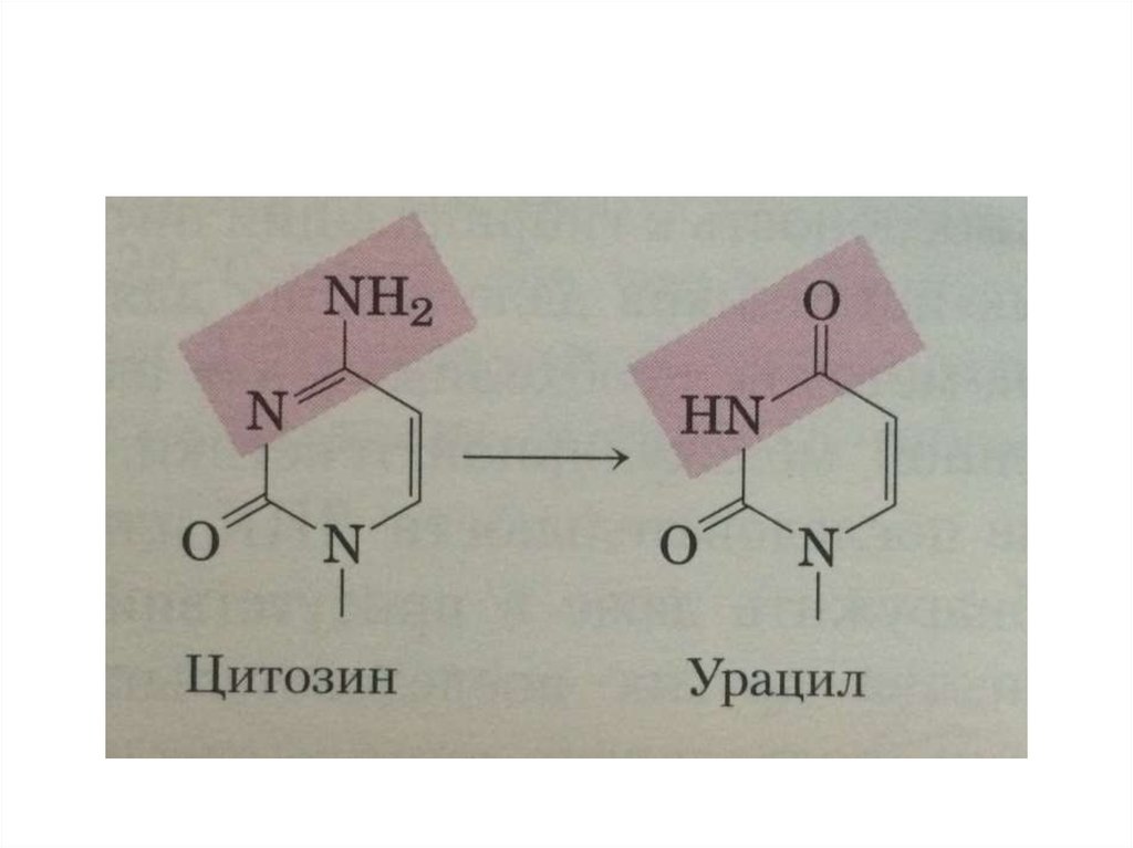 Сколько цитозина в днк. Цитозин строение. Цитозин и урацил формулы. Цитозин в урацил. Превращение цитозина в урацил.