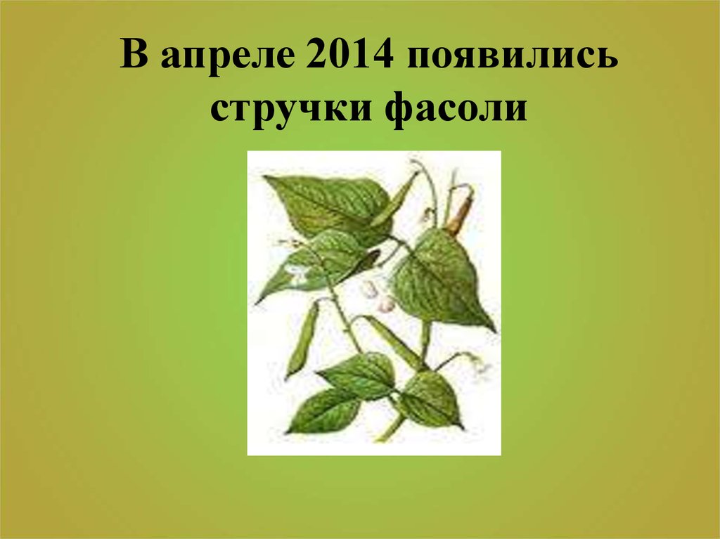 Фасоль биология 6 класс. Функция стебля фасоли стручковой. Фасоль стручковая биология 6 класс. Что растёт на лугу фасоль.