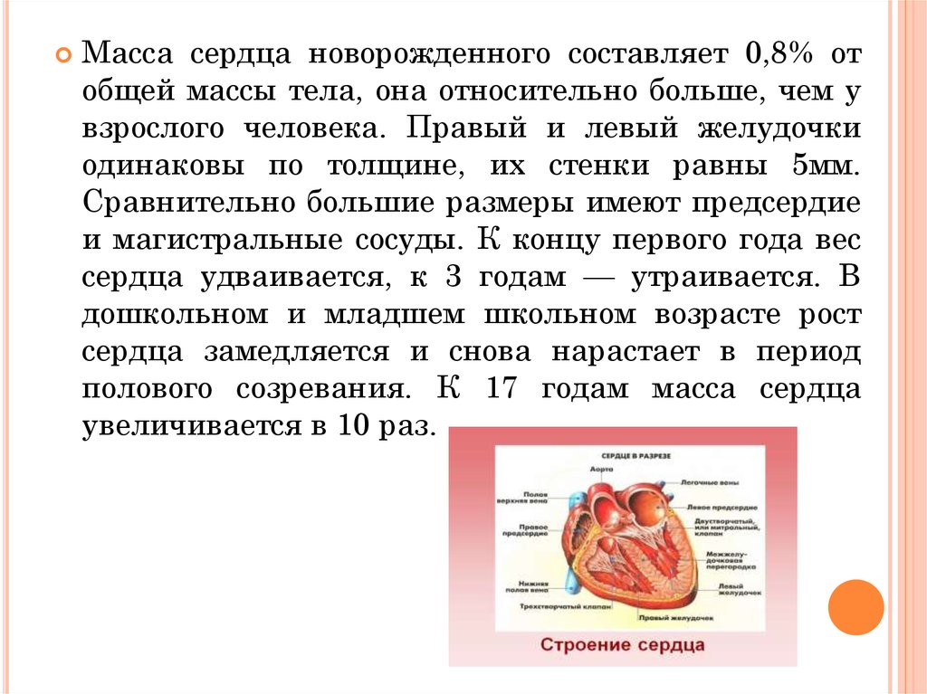 Грудное сердце. Масса сердца новорожденного. Анатомо-физиологические особенности органов кровообращения. Расположение сердца у детей. Строение сердца новорожденного ребенка.