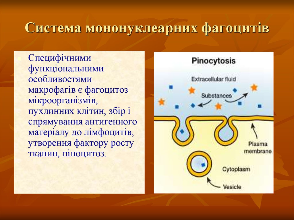 Система мононуклеарних фагоцитів