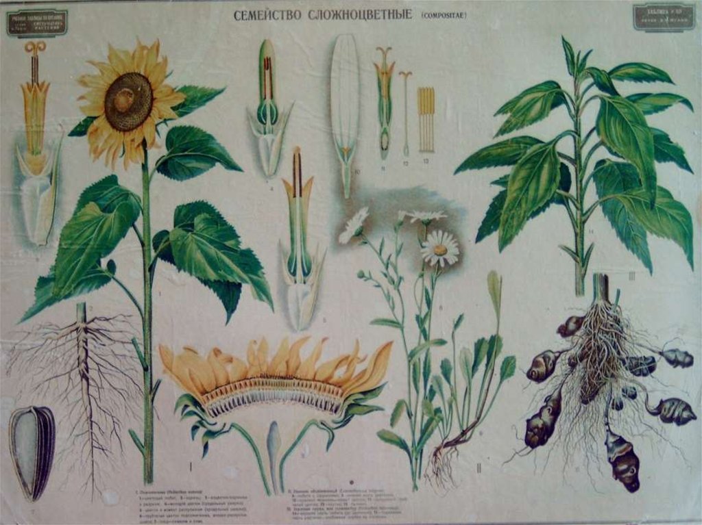 Семейства ботаника. Плакаты по ботанике. Стенд ботаника. Ботанические науки о растениях. Рисунки по ботанике.