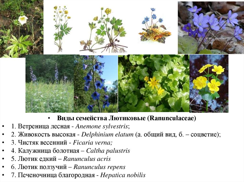 Растения 1 рода. Семейство Лютиковые представители. Лютиковые Ranunculaceae. Семейство Ranunculaceae – Лютиковые. Лютиковые соцветие.