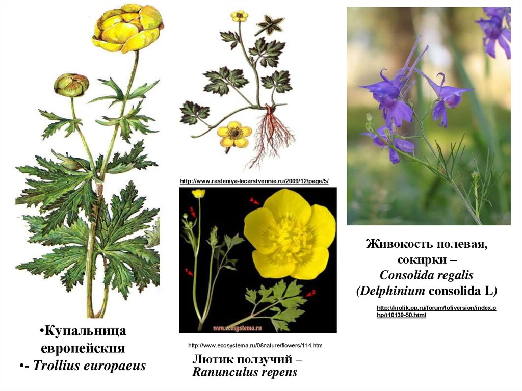 Лютик формула цветка и диаграмма