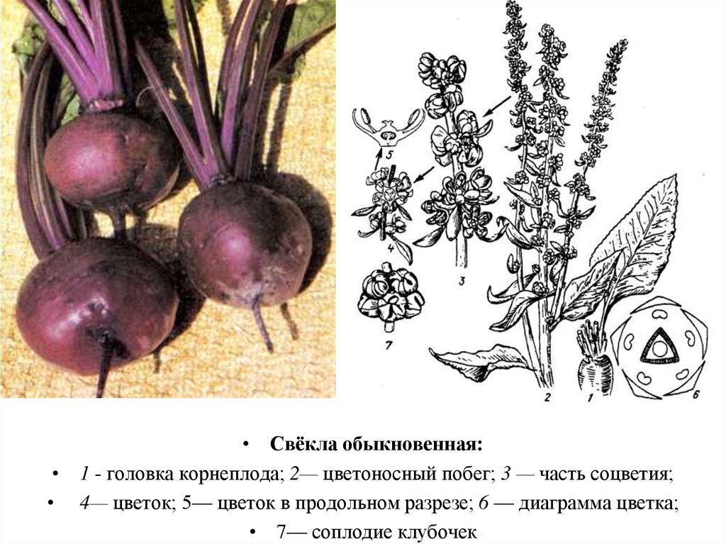 Диаграмма цветка свеклы обыкновенной