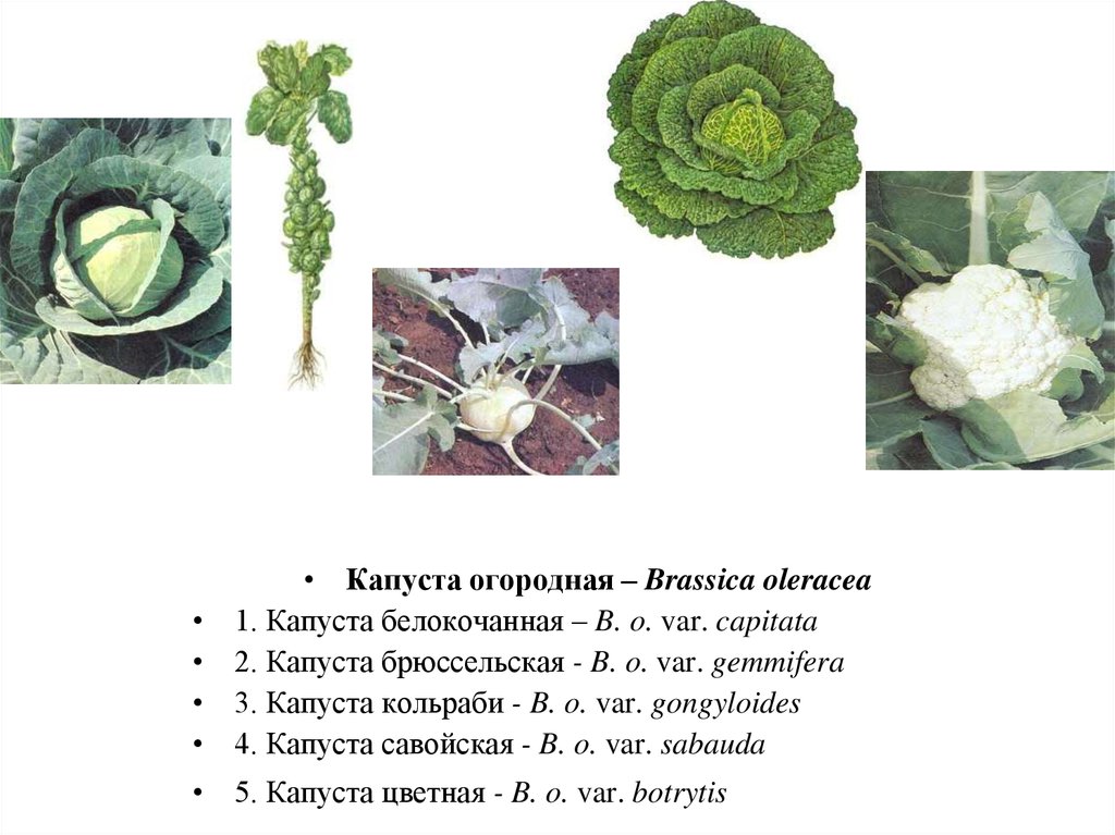 Капуста группа организмов. Систематика капусты белокочанной. Капуста Brassica oleracea. Капуста белокочанная вид род семейство. Систематика растений капуста белокочанная.