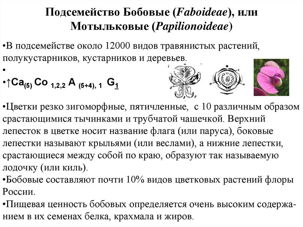 Особенности бобовые 7 класс. Формула цветка семейства Мотыльковые. Общая характеристика бобовых. Бобовые Мотыльковые формула цветка. Признаки растений семейства бобовых.