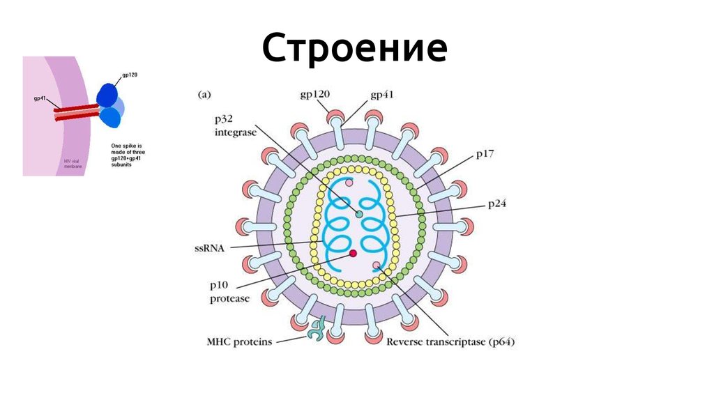 Строение 19. Структура вируса ковид19. Коронавирус строение вируса Covid 19 схема. Схема строение вируса Ковида 19. Строение клетки вируса covid19.