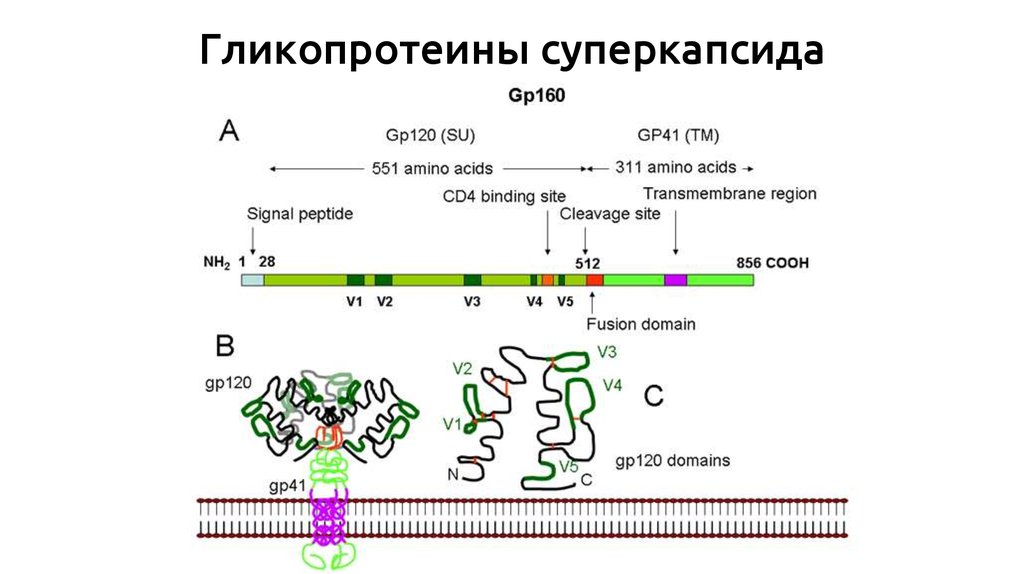 Гликопротеин igg