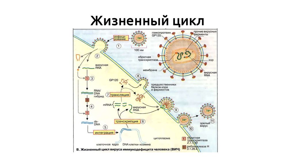 Жизненный цикл организма. Жизненный цикл вируса ковид 19. Коронавирус строение жизненный цикл. Жизненный цикл коронавируса схема. Цикл репродукции коронавирусов.