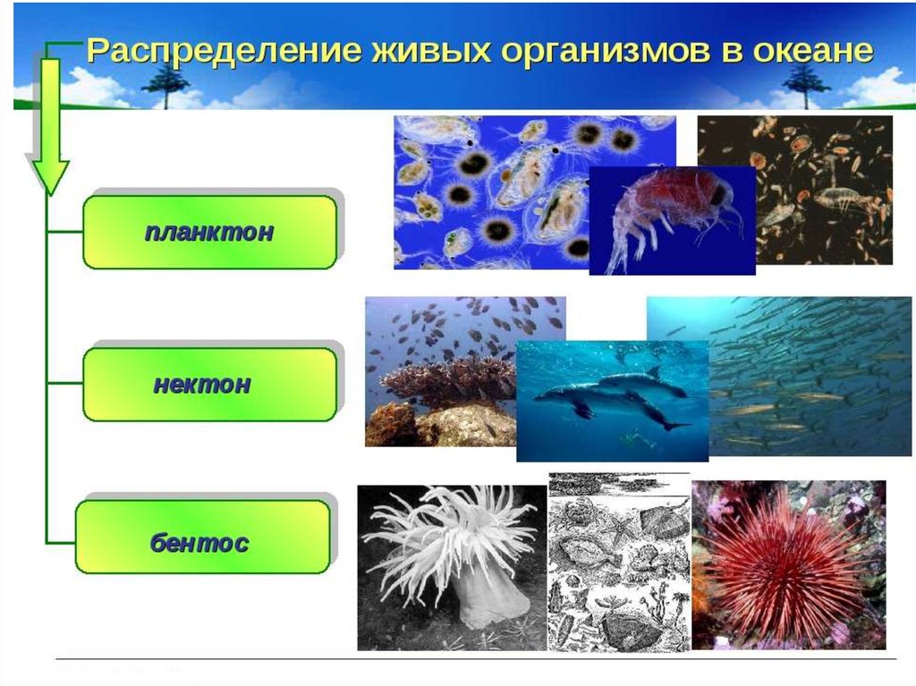 Группы водных организмов таблица
