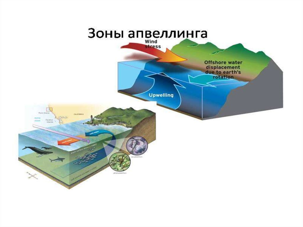 Морская экосистема презентация