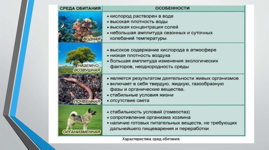 Какие есть среды обитания 5 класс. Характеристика сред обитания. Особенности среды. Особенности среды обитания. Описание среда обитания.