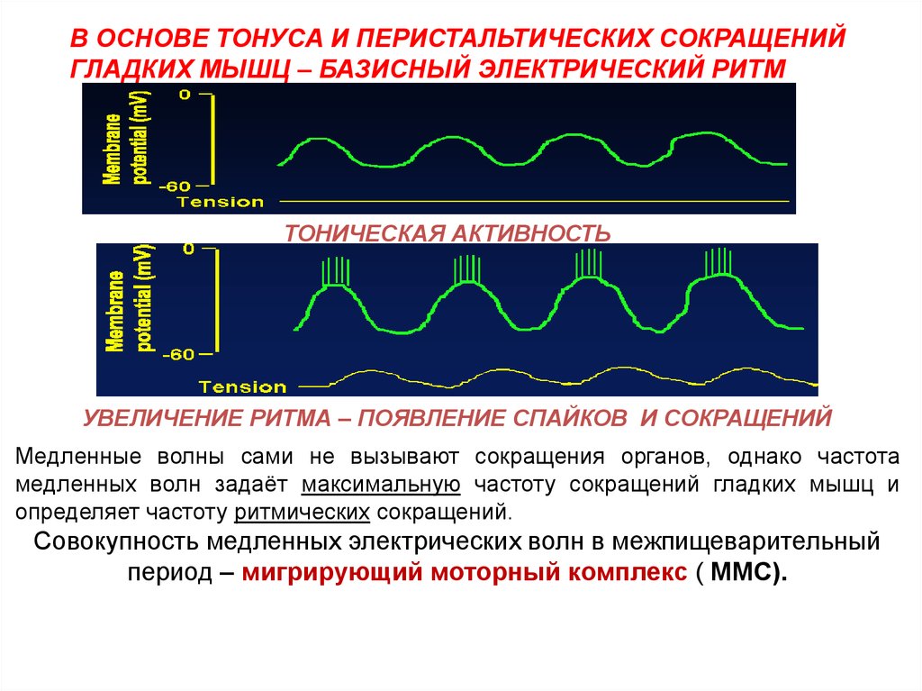 Сокращение гладкой. Частота сокращения мышц. Ритмические сокращения мышц. Ритм сокращения мышц. Электрическая активность гладкой мышцы.