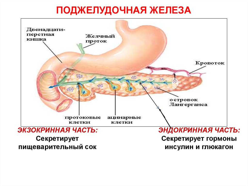 Пищеварительная роль поджелудочной железы. Экзокринная и эндокринная часть поджелудочной железы. Физиология поджелудочная железа экзокринная. Эндокринная система поджелудочной железы. Экзокринная функция поджелудочной железы.