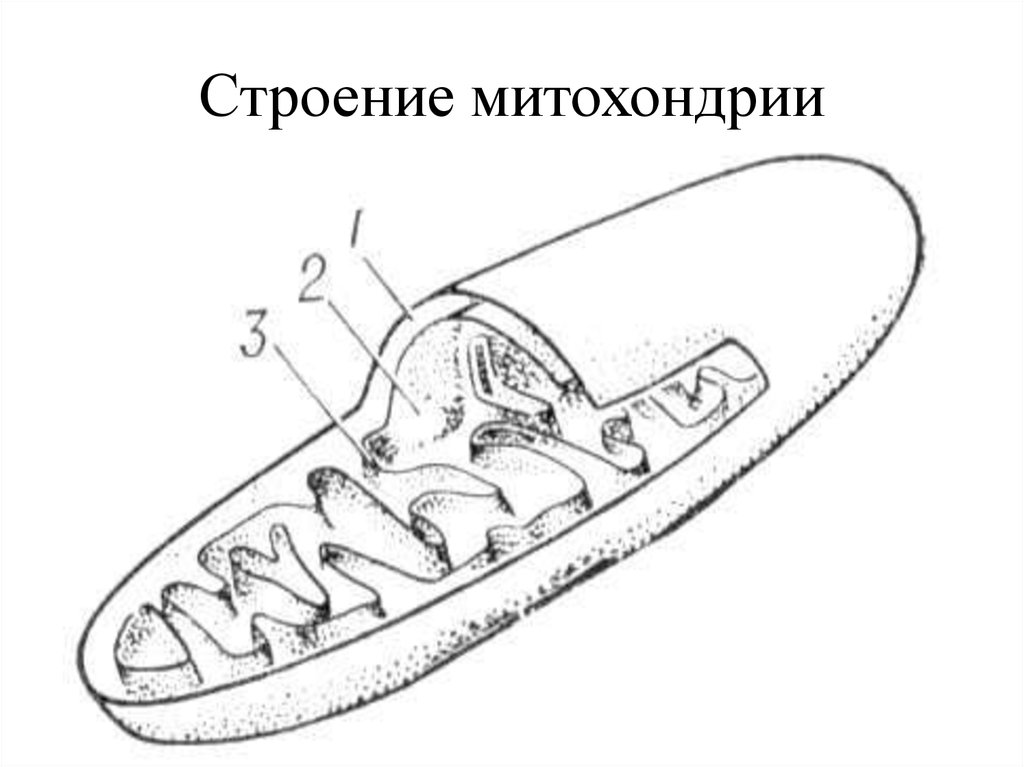 Строение митохондрии рисунок. Строение митохондрии рис 34. Строение митохондрии без подписей. Схема строения митохондрии. Ультрамикроскопическое строение митохондрий.