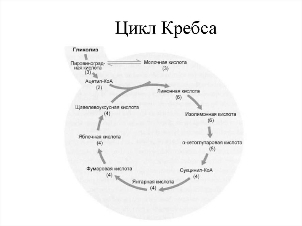 Цикл кребса биохимия кратко и понятно схема