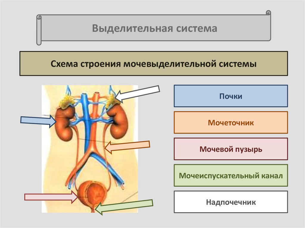 Какие органы выполняют выделительную функцию в организме