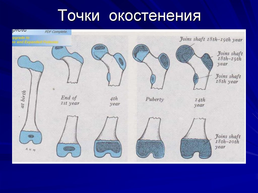 Возраст кости. Точки окостенения и сроки их появления. Точки окостенения у детей. Сроки окостенения костей. Первичные точки окостенения.