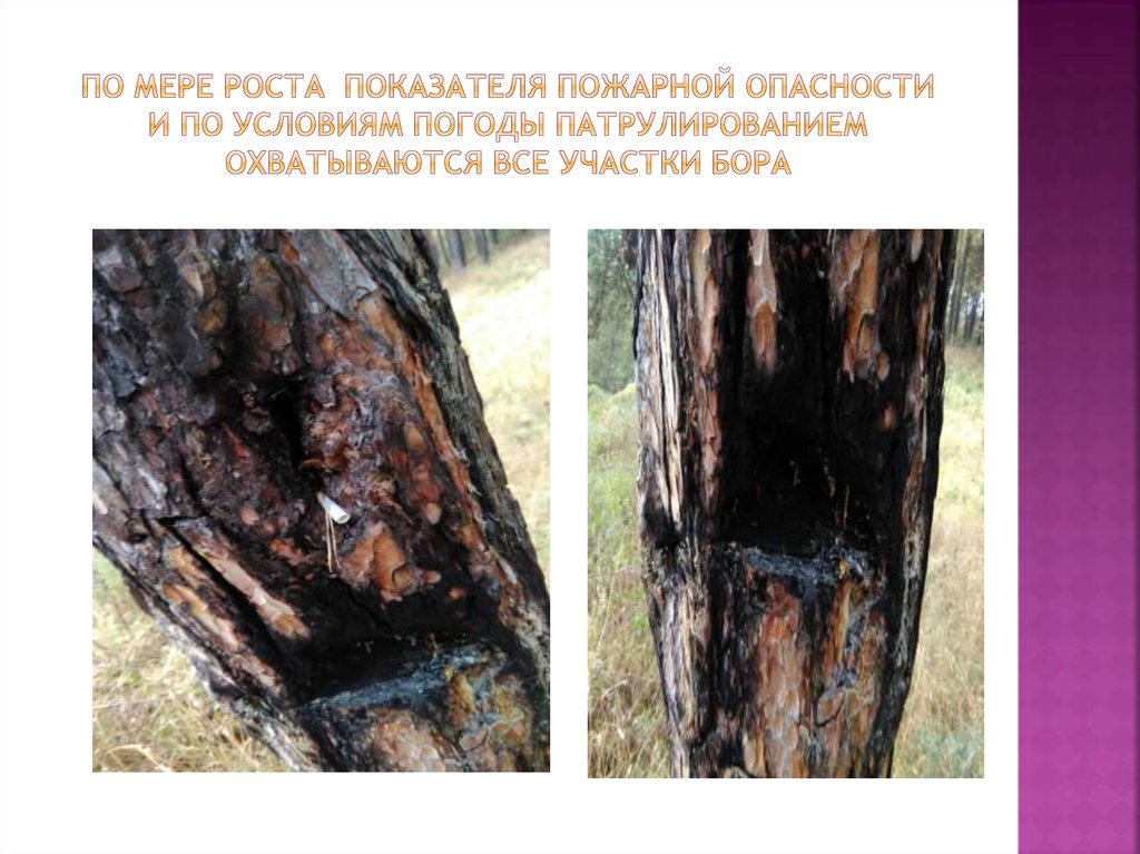 По мере роста показателя пожарной опасности и по условиям погоды патрулированием охватываются все учacтки бора