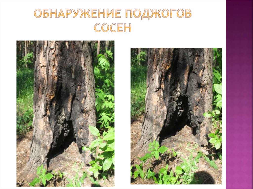 Обнаружение Поджогов сосен