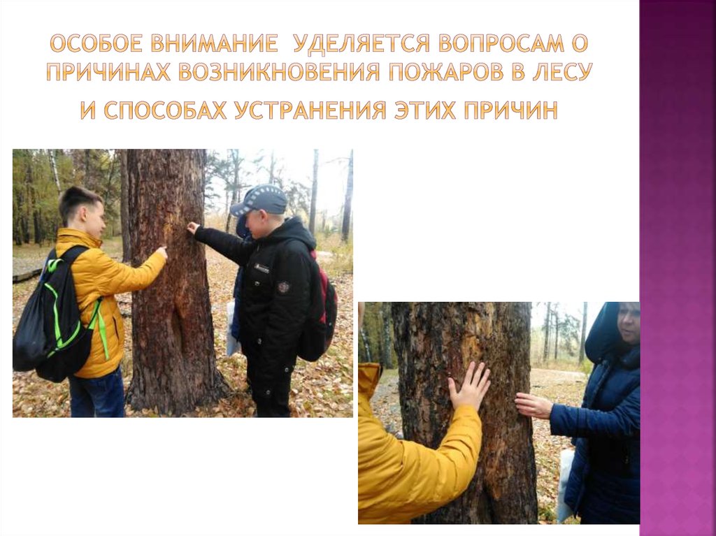 Особое внимание уделяется вопросам о причинах возникновения пожаров в лесу и способах устранения этих причин