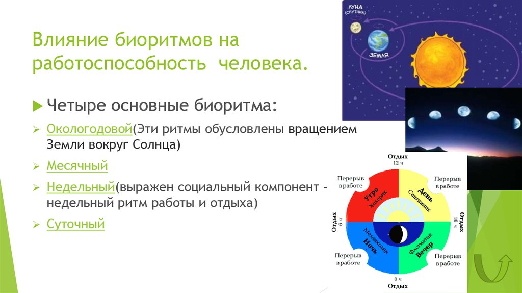 Презентация биологические ритмы и их влияние на работоспособность человека обж 10