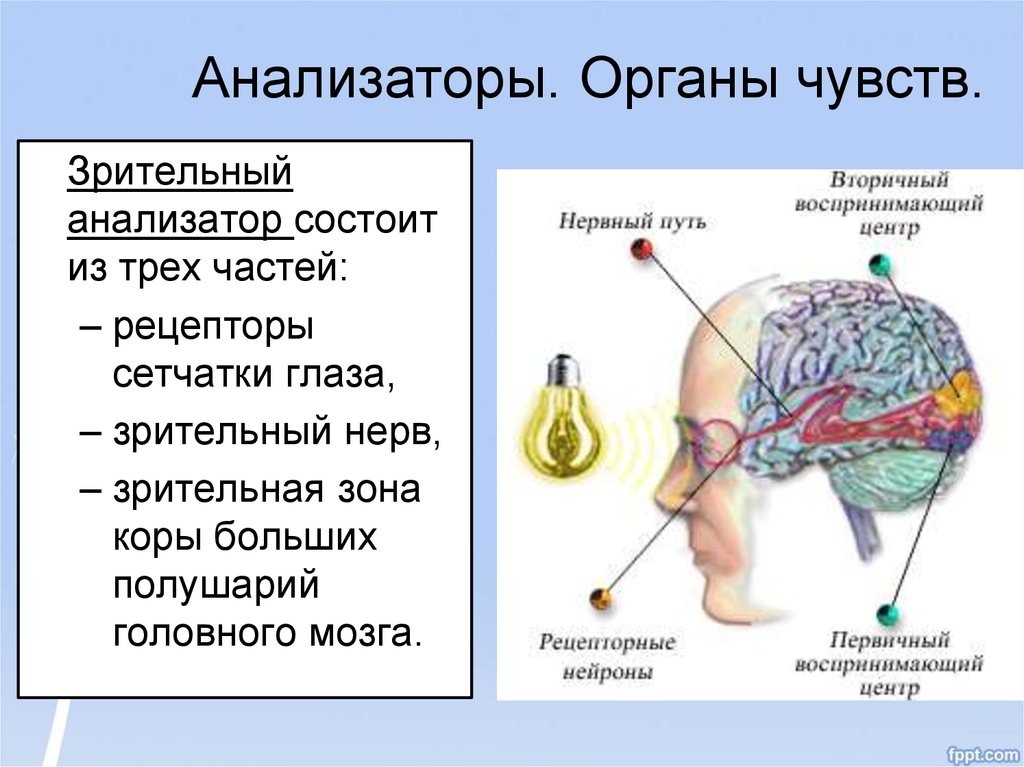 Анализатор это. Органы чувств анализаторы их строение и функции. Анализаторы и органы чувств значение анализаторов. Строение системы анализатора. Ощущение строение анализатора.