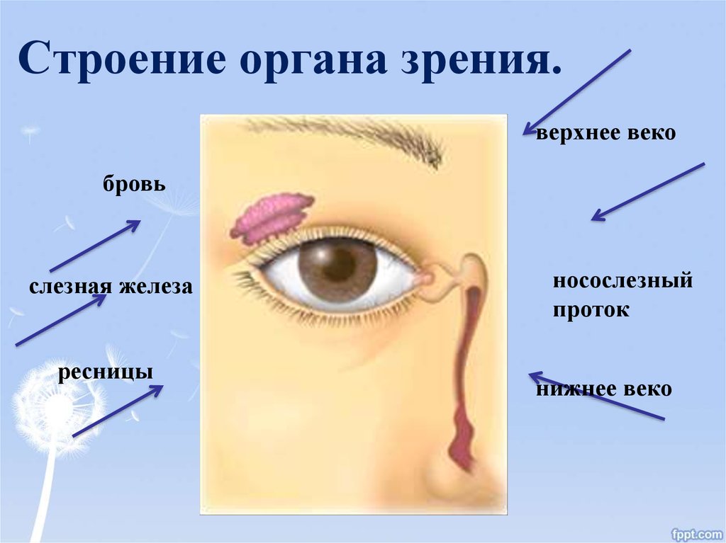 Какие функции выполняют слезные железы