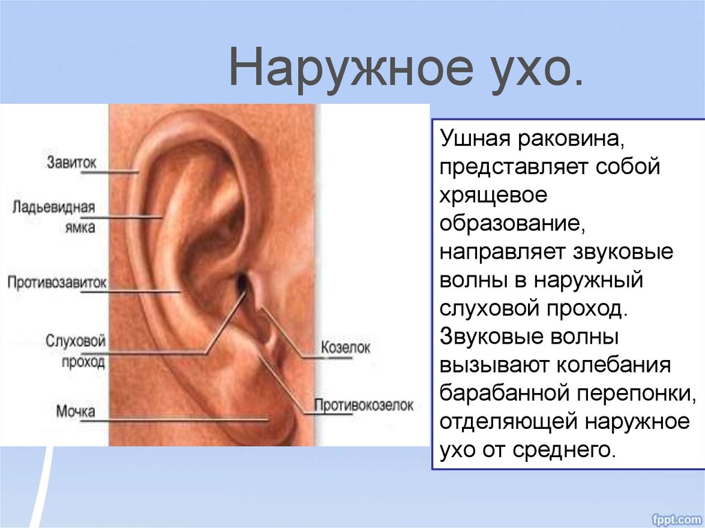 У каких животных есть ушная раковина. Строение уха внешнее строение. Строение наружного уха. Строение наружного уха анатомия. Строение наружной ушной раковины.