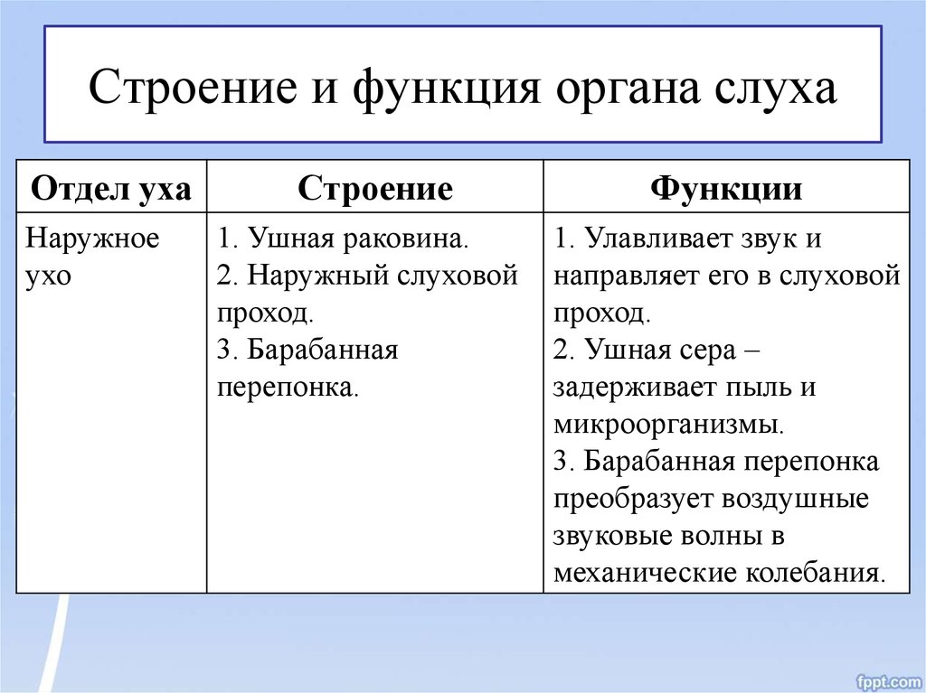 Функции слуха. Среднее ухо его строение и функции. Внутреннее ухо его строение и функции. Наружное ухо строение и функции. Строение уха и его функции.