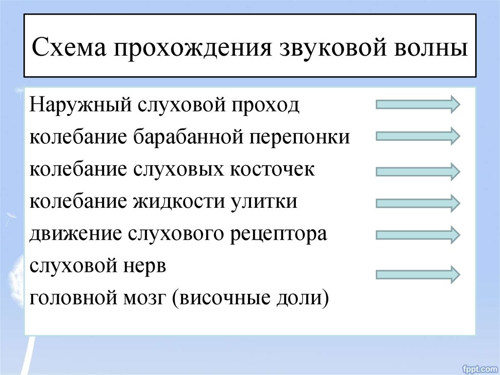 Установите последовательность передачи звуковой волны