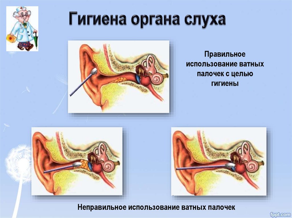 Гигиена органов слуха презентация