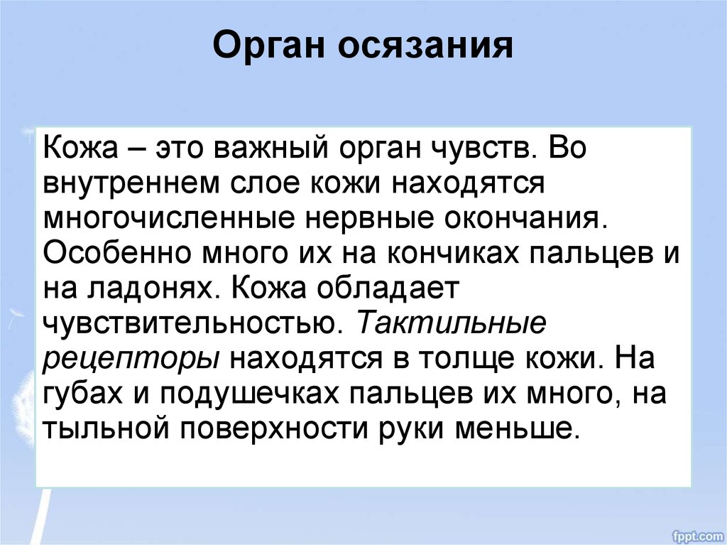 Тактильные рецепторы находятся в толще кожи. Наибольшей чувствительностью обладает кожа.