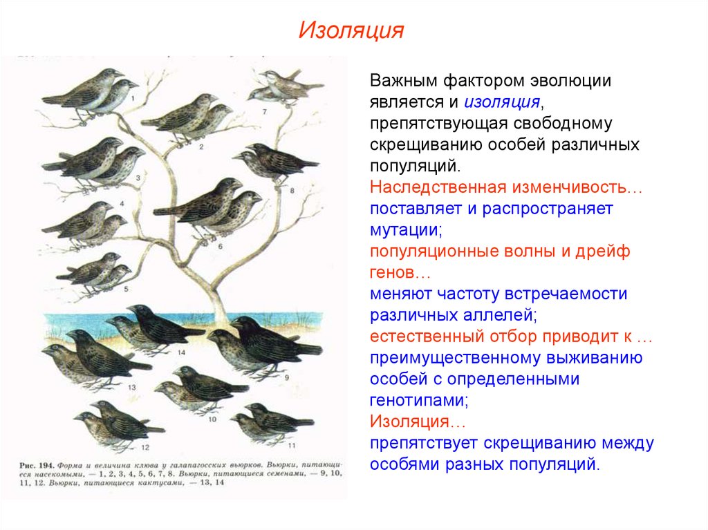 Образование новых видов. Изоляция как фактор эволюции. Изоляция – как элементарный фактор эволюции. Факторы видообразования изоляция. Способы изоляции биология.