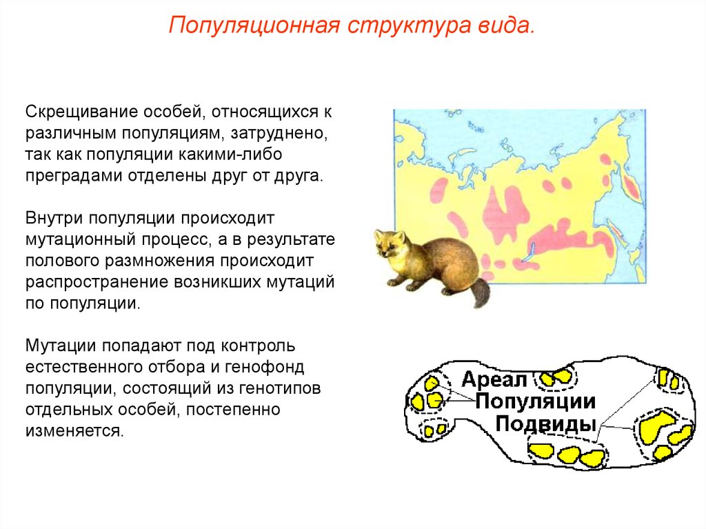 Вид и подвид. Схема структура вида в биологии. Популяционная структура вида. Вид популяционная структура вида. Виды структур популяции.